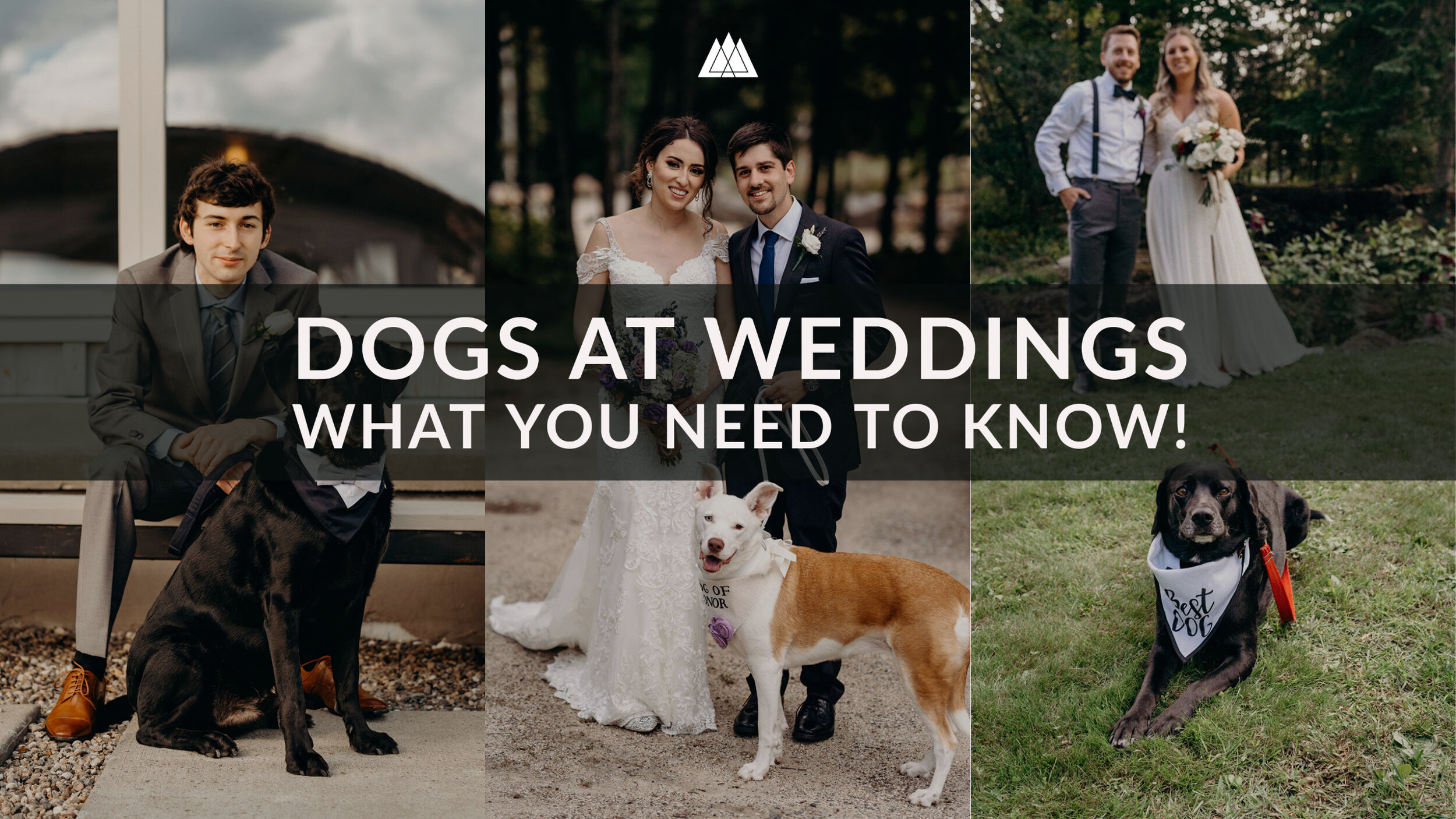 Dogs at weddings: things you need to know!